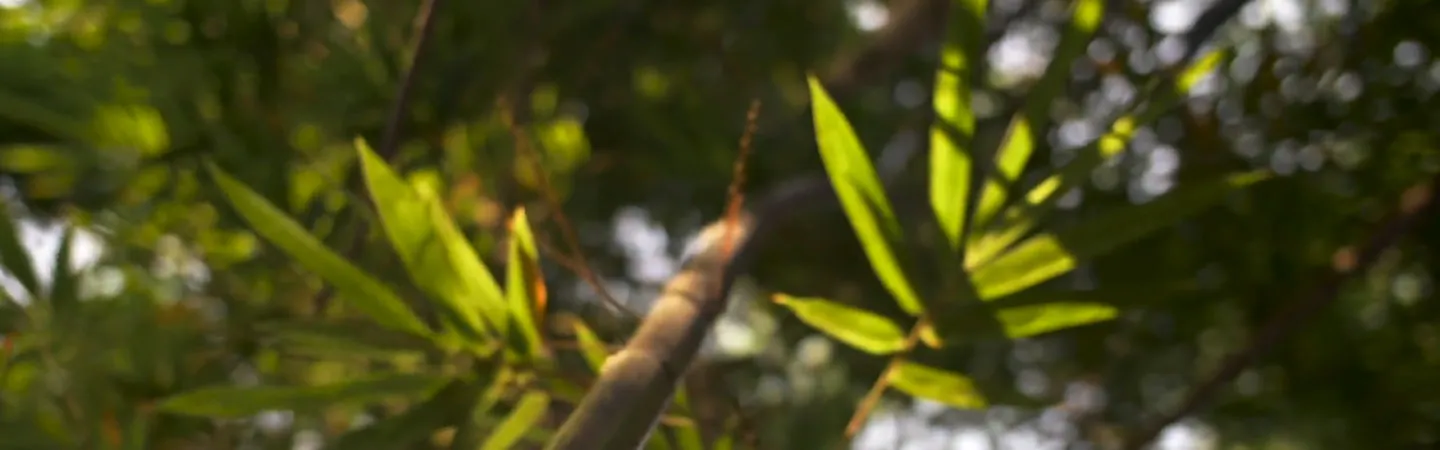 bamboo fiber materials for wet wipes