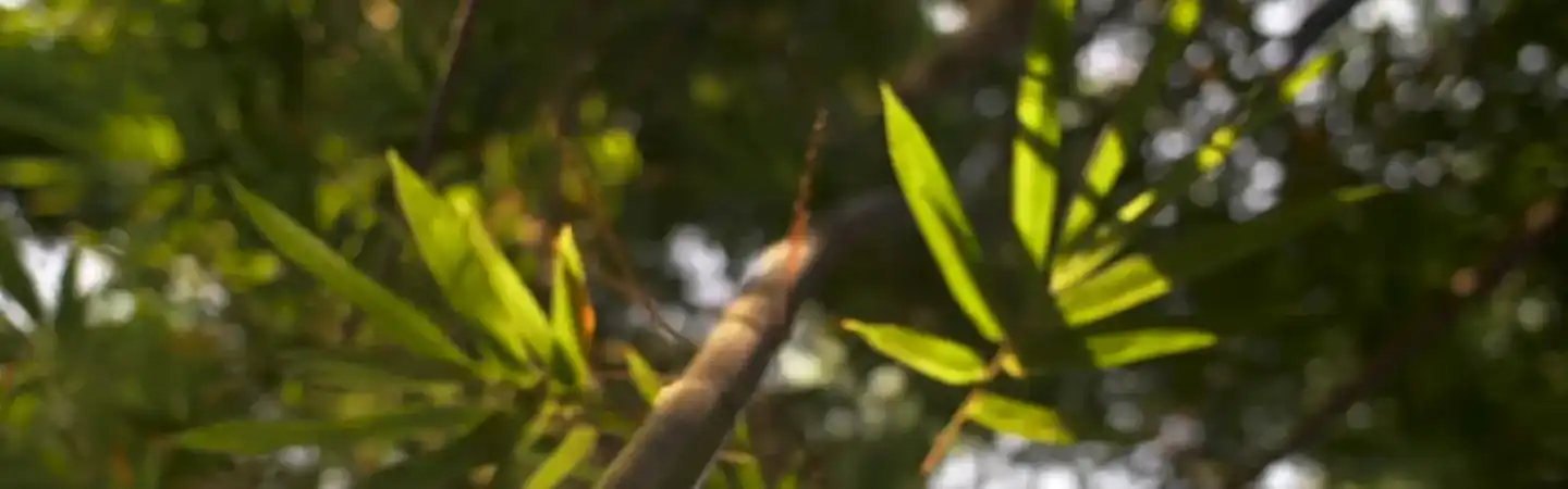 Natural organic green bamboo leaves background for a sustainable wet wipes factory website section.