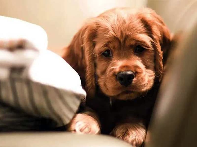 A cute brown puppy resting near a pillow, representing Sywipe's mild and safe pet care wipes formulated for everyday grooming and deep coat cleaning.