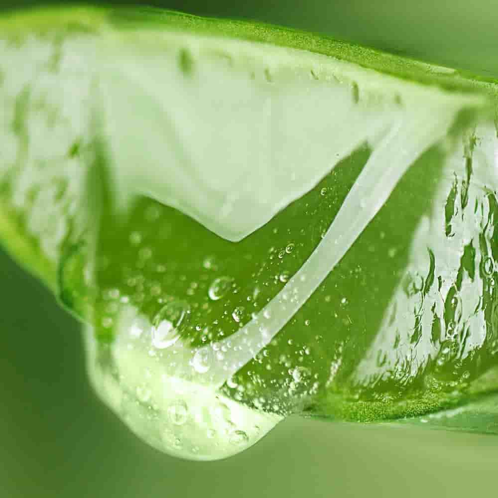 Fresh green aloe vera leaf splash texture indicating natural soothing additives for custom baby wipes manufacturing.